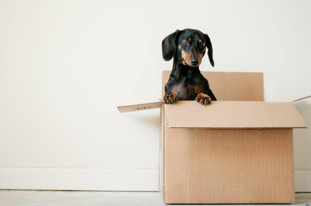 Moving box with a dog in it